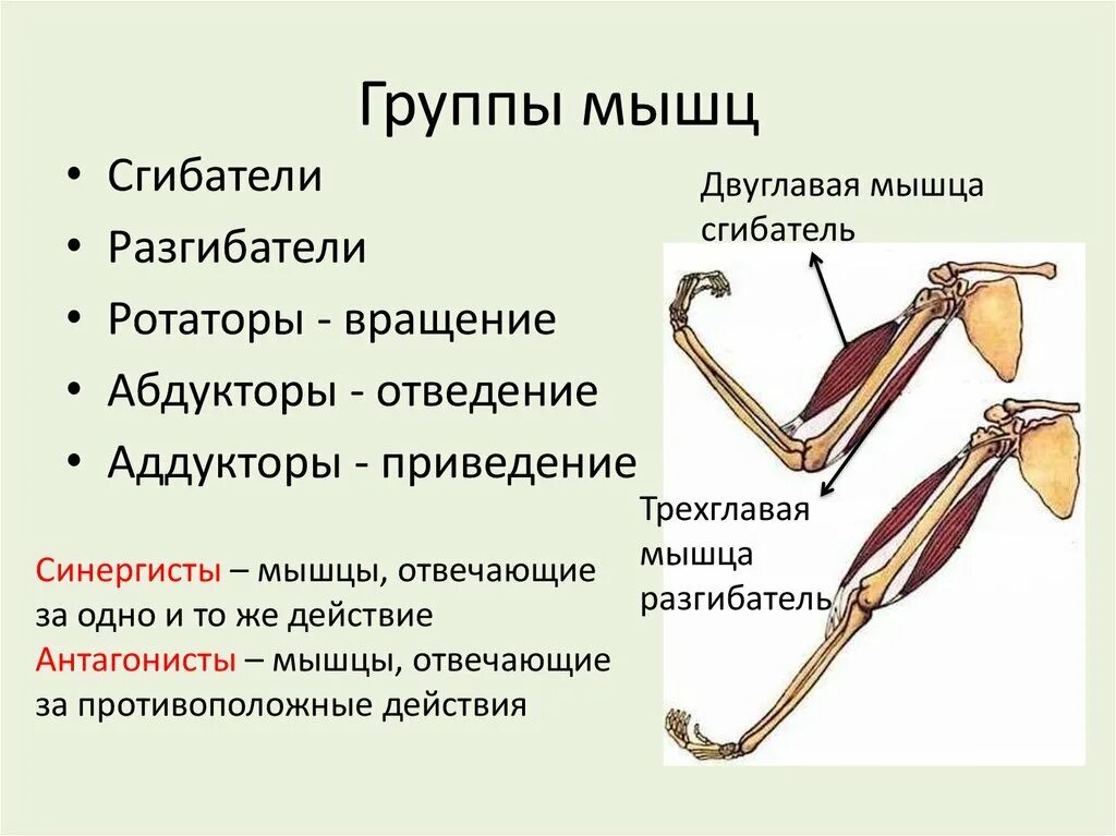 Сгибатель разгибатель санергист. Работа мышц синергистов и антагонистов. Мышцы сгибатели 8 класс биология. Мышцы сгибатели и разгибатели биология 8. Основные работы мышц