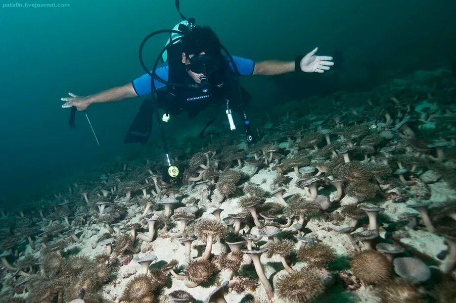 Группа морских организмов на дне океана. Жители морского дна. Самое глубокое дно океана. Самые страшные места в океанах. Грибы под водой.