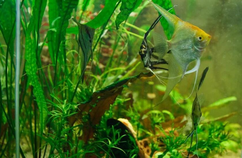 Съели скалярию