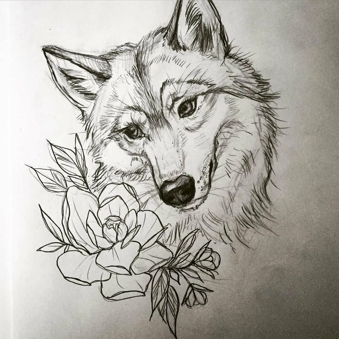 Картинки волка рисунки. Рисунки Волков карандашом. Волк карандашом. Волк эскиз. Крисонок волка.