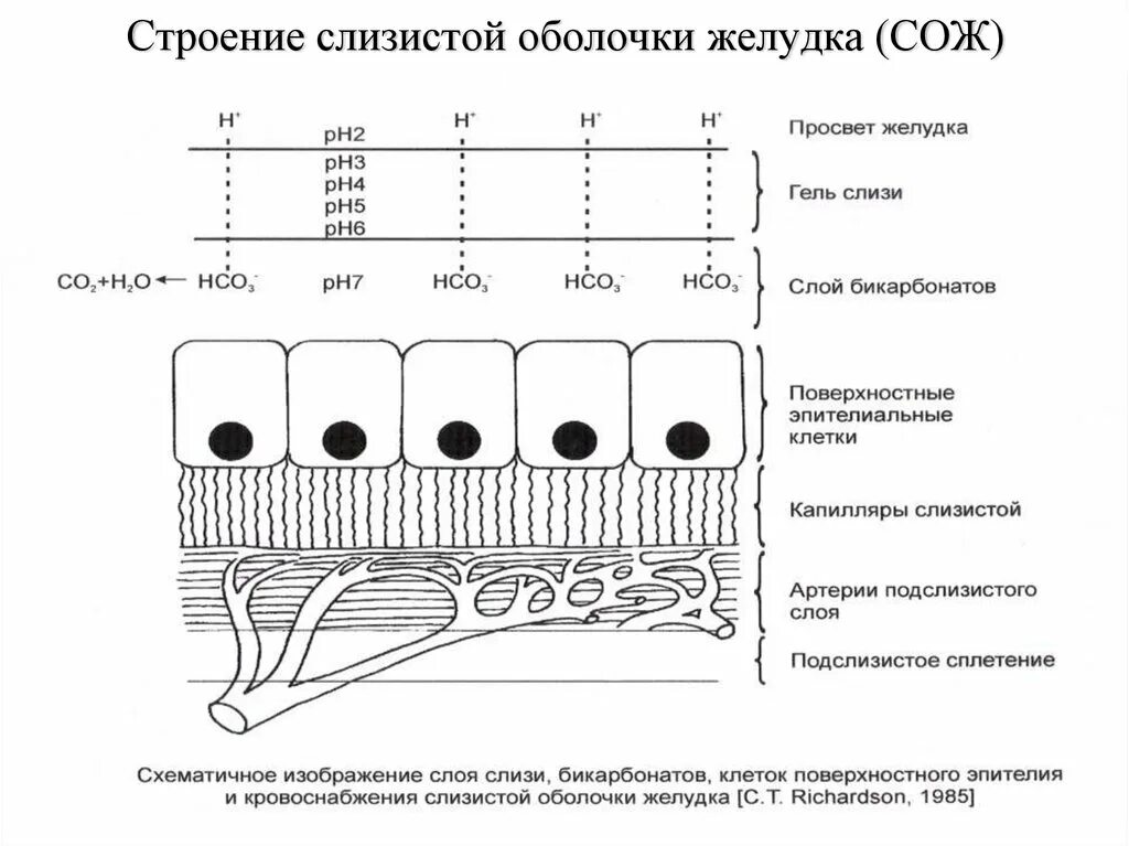 Барьер слизистая оболочка. Бикарбонатный барьер желудка. Слизистый слой желудка строение. Слизисто-бикарбонатный барьер желудка. Структура слизистой желудка.