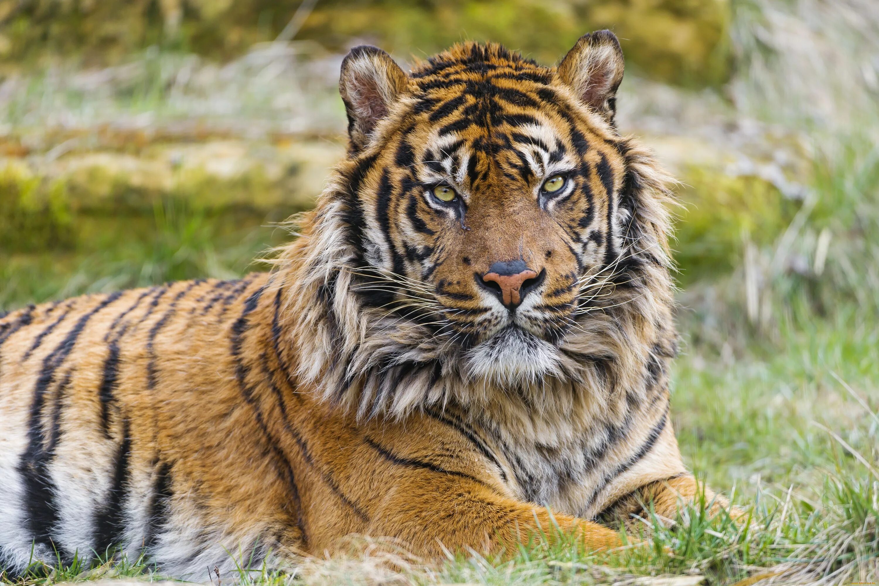Хорош тайгер. Суматранский тигр. Суматранский тигр в дикой природе. Суматранский тигр и Амурский тигр. Суматранский тигр фото.