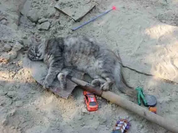 Почему кот копает. Кот с лопатой. котик копает. кот с лопатой в огороде. котик с лопаткой.