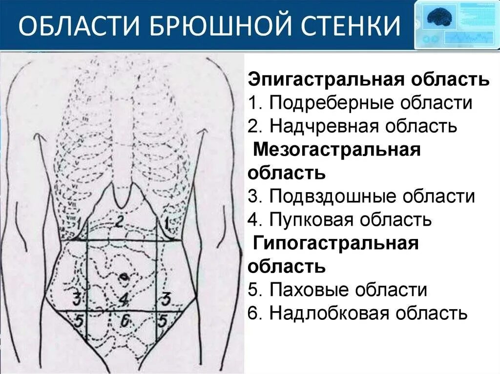 Болит полость живота. Области передней брюшной стенки. Эпигастральной области живота. Подвздошная область.