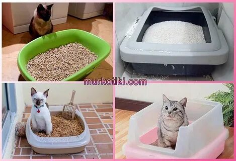 Что нужно делать кошки