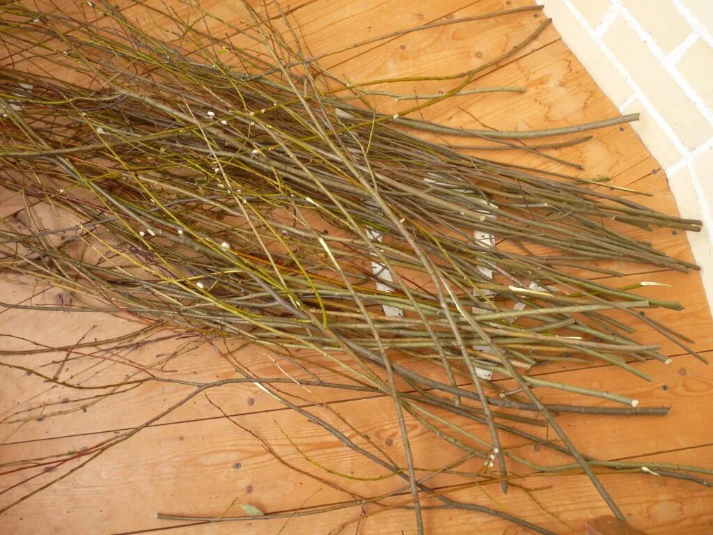 Лоза ивы. Ива остролистная краснотал. Лоза ивы. Как выглядит лоза. Как выглядит лоза.