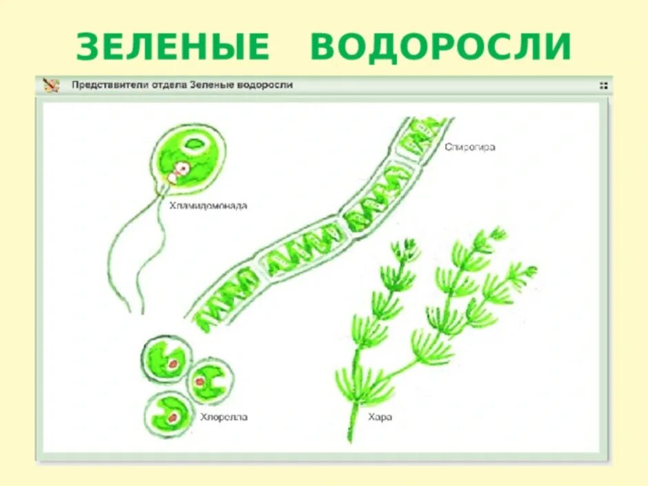 Хламидомонада и спирогира. Chlorophyta отдел зелёные водоросли. Многоклеточные зеленые водоросли Ульва. Представители зеленых водорослей 5 класс биология. Двигательные структуры зеленых водорослей.