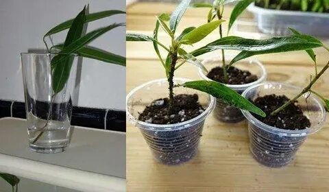 Как укоренить черенки бенджамина