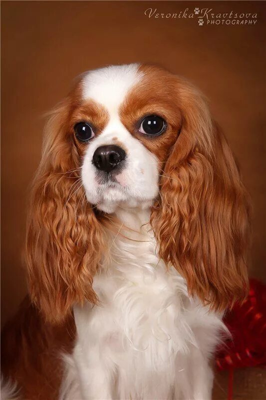 Форум кавалер спаниель. Кинг чарльз спаниель. Кинг роял чарльз. Форум кавалер спаниель. Кавалер кинг чарльз роял.
