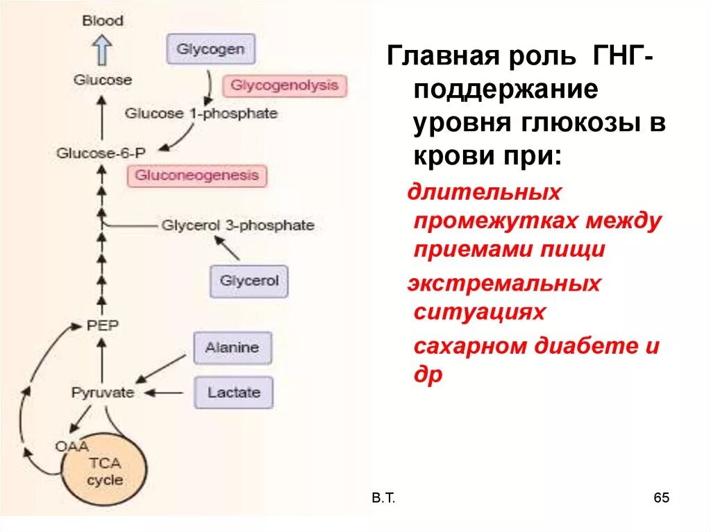 Глюкоземия. Регуляция уровня Глюкозы в крови схема. Срочный механизм регуляции Глюкозы. Общая схема механизма Глюкозы в крови. Схема поддержания уровня Глюкозы в крови.