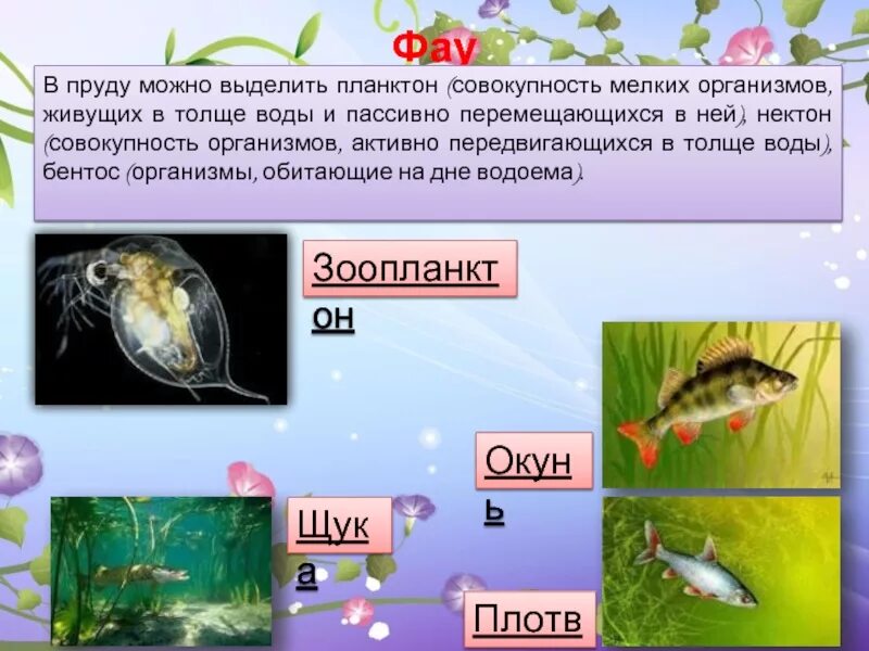 Организмы обитающие в толще воды. Организмы обитающие на дне водоема. Кто обитает в толще воды. Животные обитающие в толще водоема.