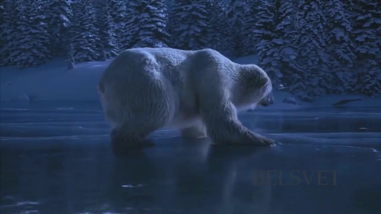 танец белых медведей на новый год. танец белых медведей на новый год. белый медведь в метель. танец белых медведей на новый год. белый медведь танцует.