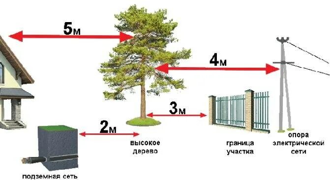 На каком расстоянии сажать деревья от соседей. Схема посадки яблонь на участке от забора. Посадка деревьев от соседского забора. Деревья у забора от соседей. Нормы высадки деревьев и кустарников от забора.