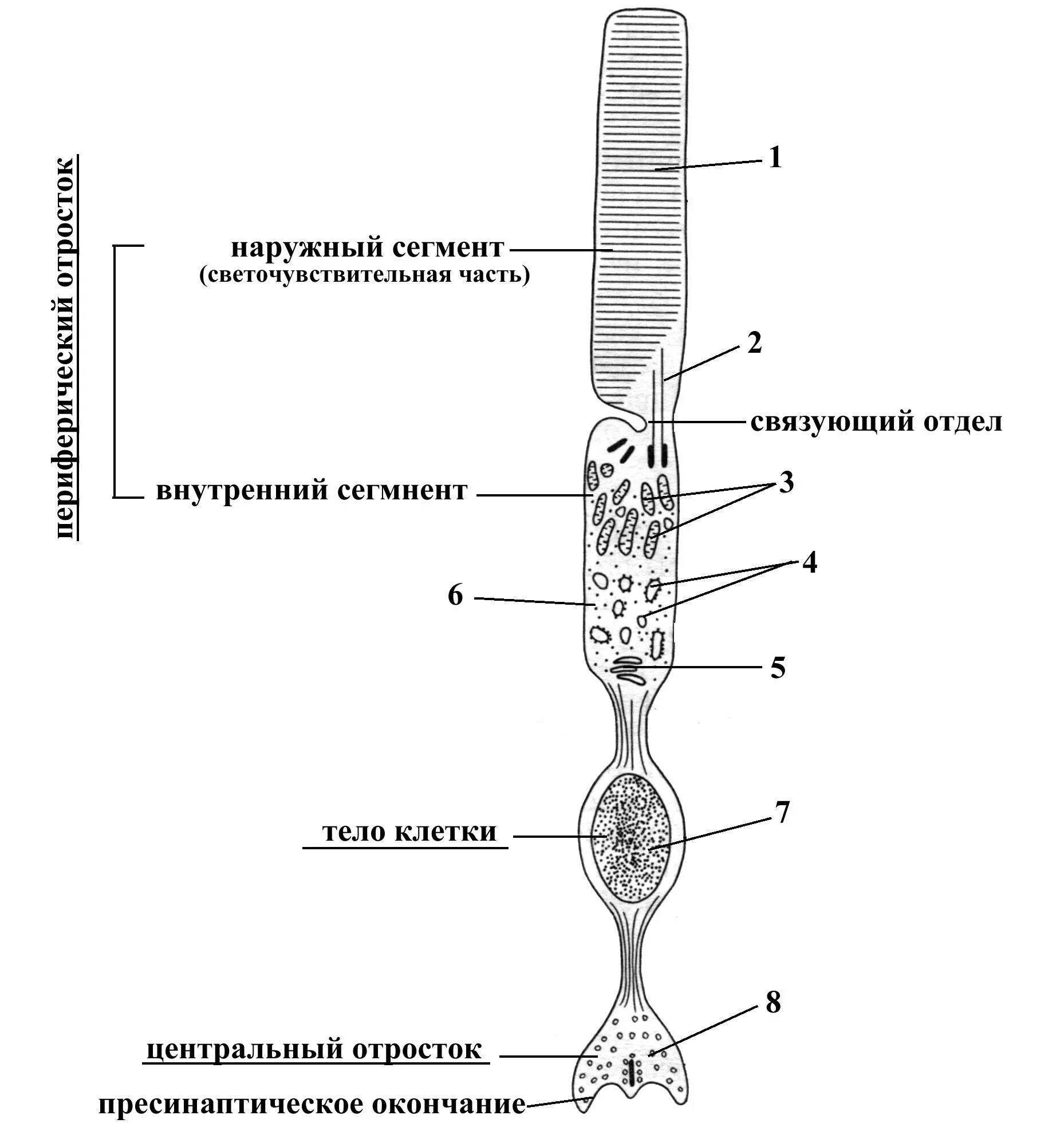 Фоторецепторы какой отдел. Линия сочленения наружных и внутренних сегментов фоторецепторов. Мембранные диски фоторецепторов. Микроскопическое строение фоторецепторов. Фоторецепторы строение и функции.