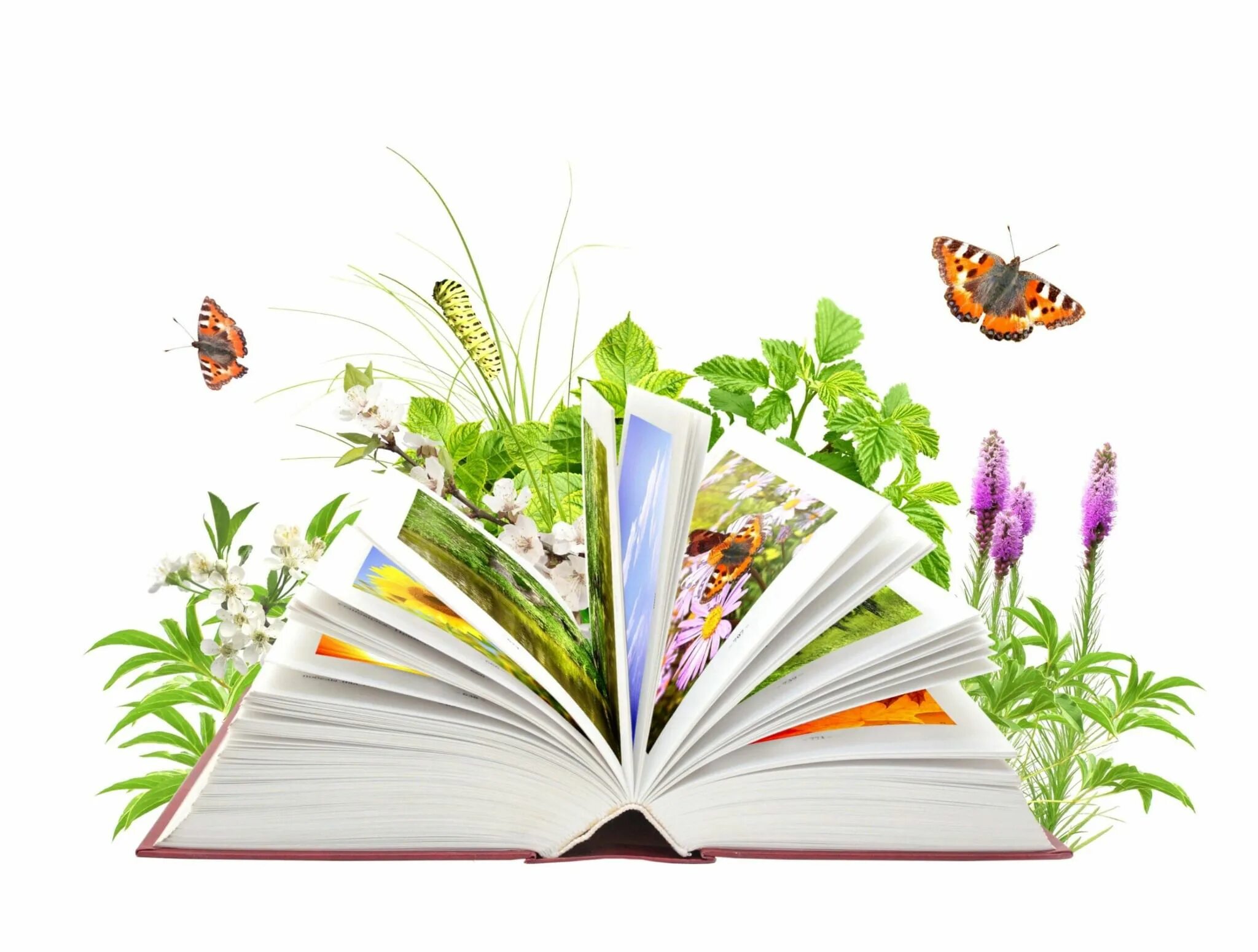 Проект год книги. С днем библиотек. День экологических знаний. Детские книги на белом фоне. Детская книга на прозрачном фоне.