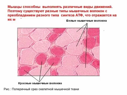 Разные типы мышечных волокон