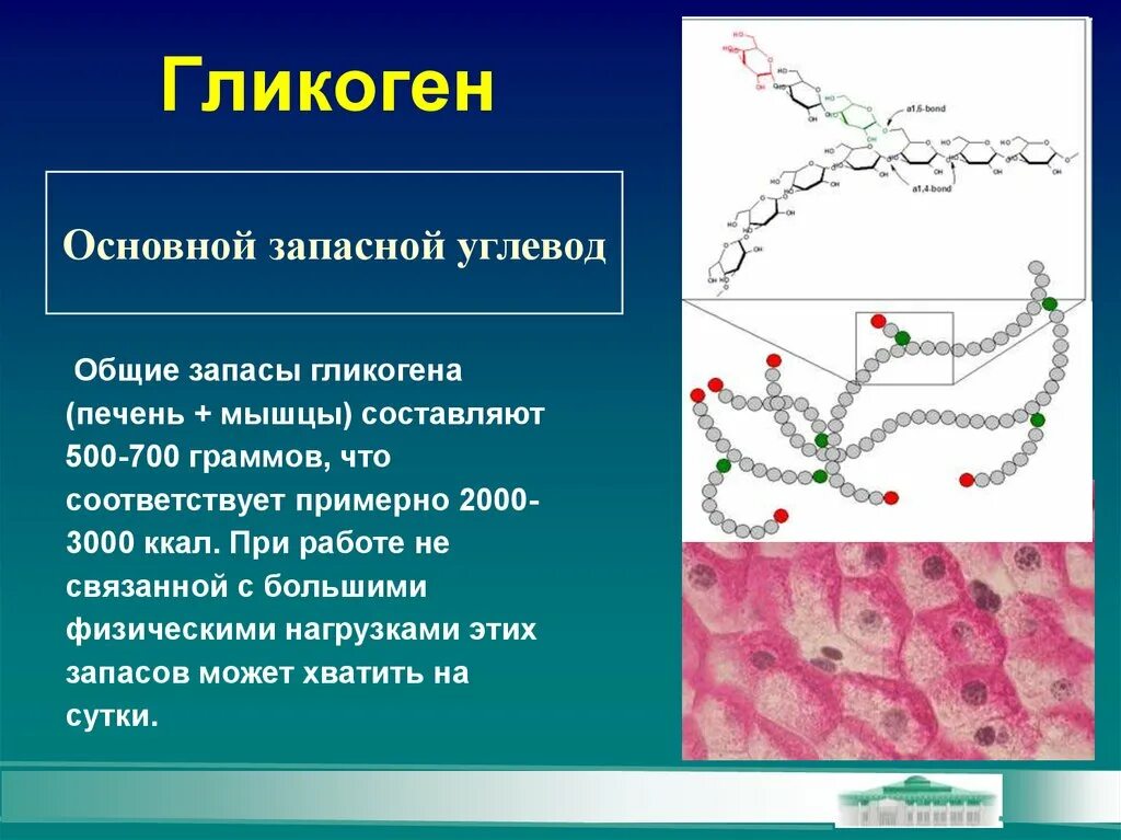 Запасным углеводом животных является