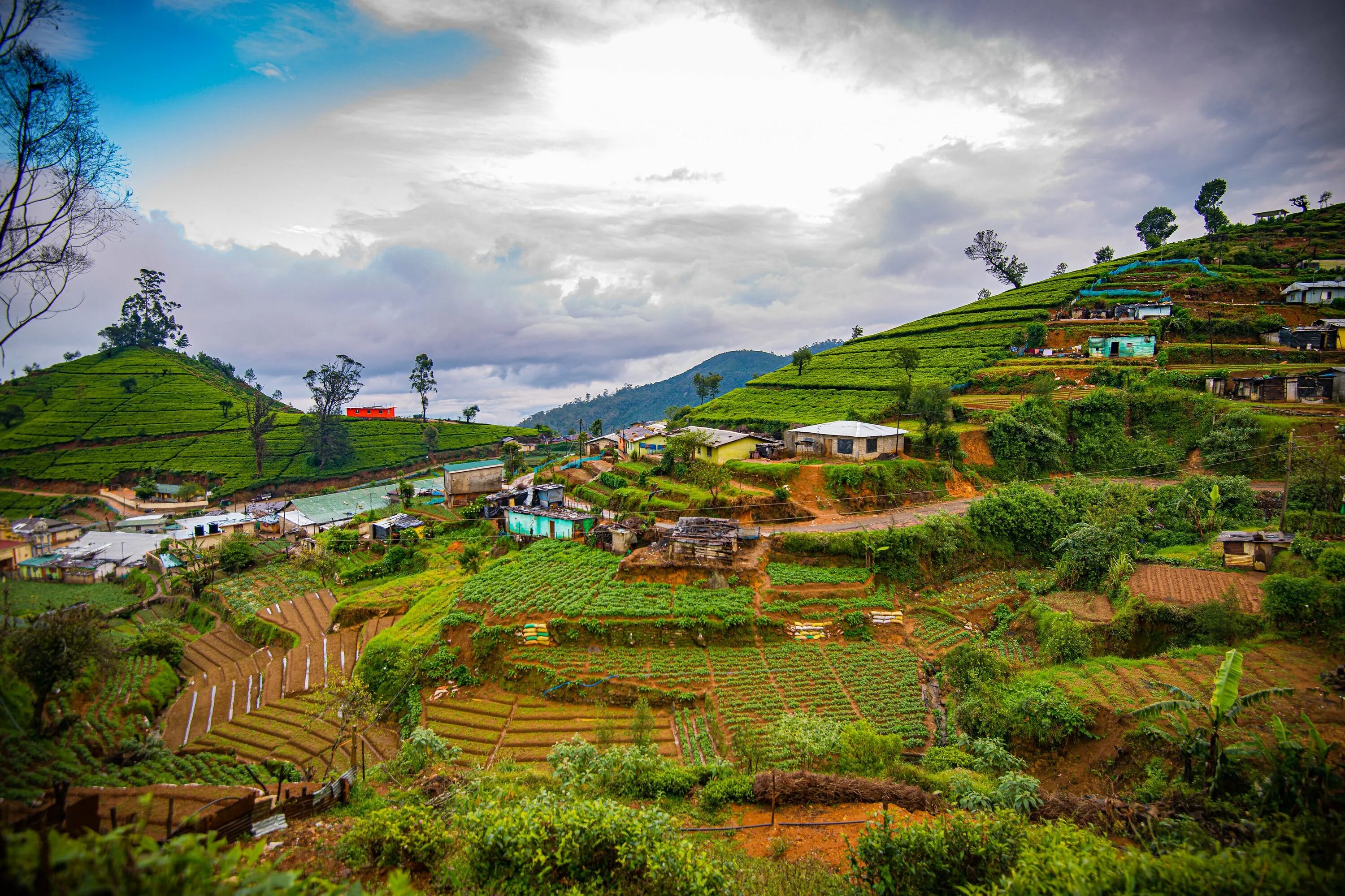 Фото шри. Nuwara Eliya Шри Ланка. Пик Адама Шри-Ланка. Колумбия Шри Ланка. Нувара Элия Шри Ланка слоны.