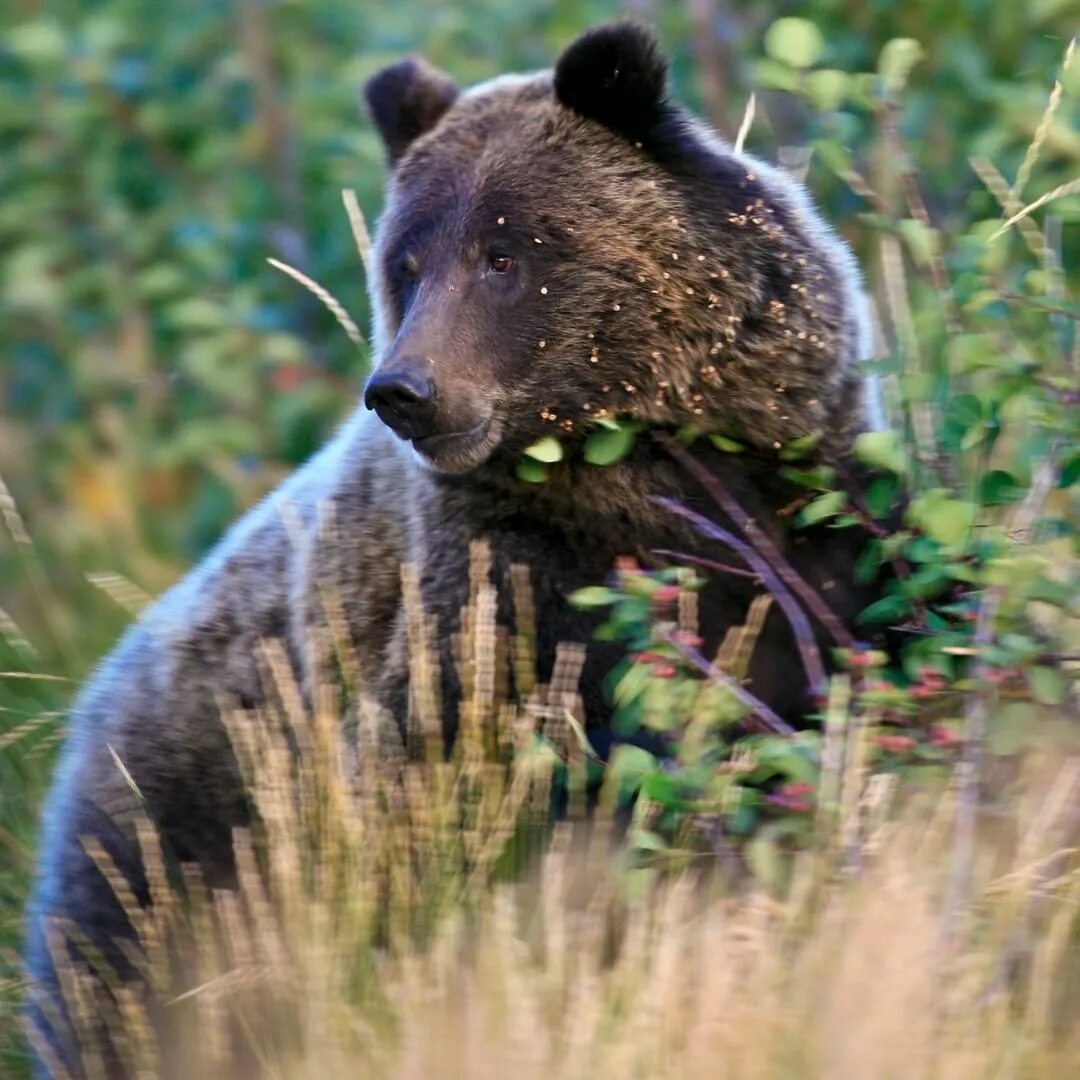 Сибирский медведь. Медведь Сибирь. National Geographic медведь. Сибирский Медвежонок. Скорость сибирского медведя