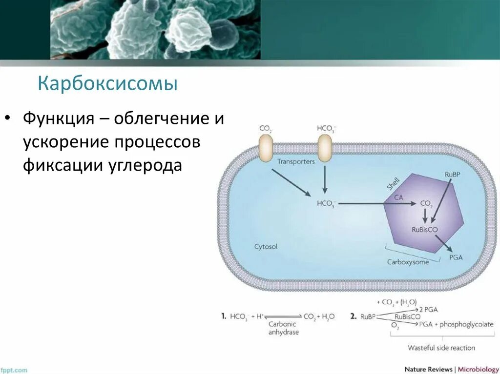 И значительно ускорит процесс. Карбоксисомы цианобактерий. Карбоксисомы бактериальной клетки. Карбоксисомы функции. Аэросомы карбоксисомы.