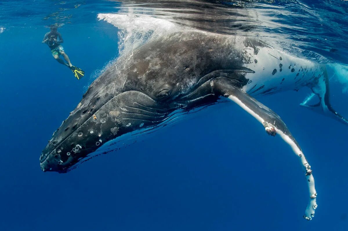 Спаривание кита. Голубой кит спаривание. Спаривание китов. Горбач горбатый кит. Размножение дельфинов.
