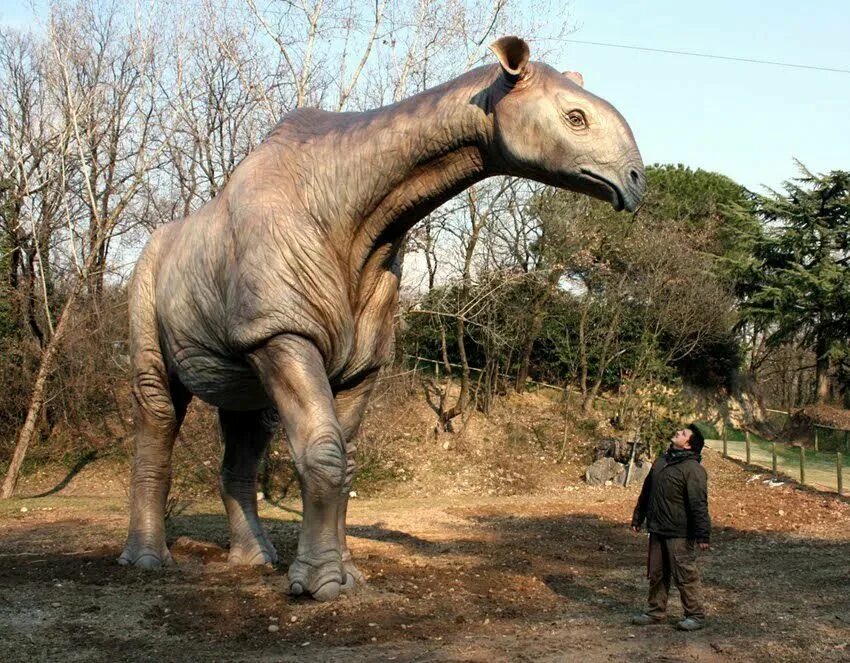 Крупные наземные млекопитающие. Парацератерий и Индрикотерий. Безрогий носорог – индрикотерия. Вымерший Индрикотерий. Индрикотерий динозавр.
