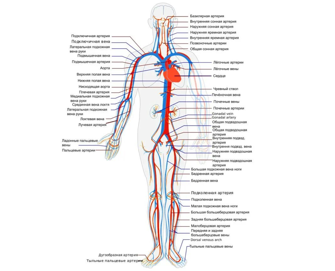 Артериальная система человека анатомия. Артериальная система схема. Артериальная система схема артерий. Артериальная система анатомия схема. Самая большая вена у человека где находится