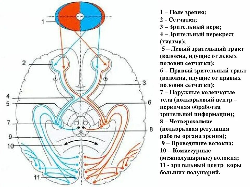 Зрительный нерв в головном мозге. Зрительный нерв тракт и Перекрест. Перекрест зрительного нерва. Зрительный нерв и зрительный тракт. Зрительный нерв зрительный Перекрест зрительный тракт.