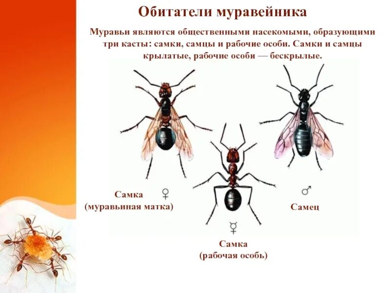 Как отличить матку. Рабочие особи муравьев. Иерархия муравьёв. Касты муравьев. Самки и самцы муравьёв.