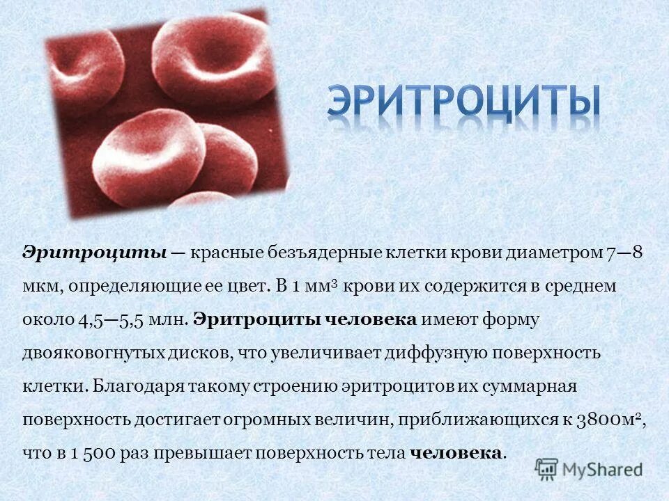 При каком заболевании эритроцитов. Эритроциты 4.8. Эритроциты красные клетки крови. Хромосомы в эритроцитах. Эритроциты разрушаются в.