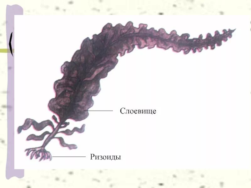 Водоросли имеют ризоиды. Ризоиды многоклеточных водорослей это. Ризоиды ламинарии. Слоевище водорослей. Ризоиды у водорослей.