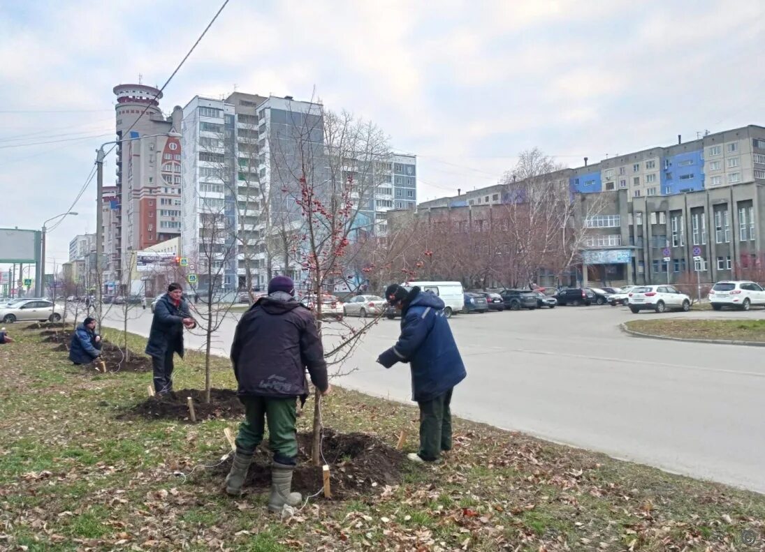 Барнаул деревья. Барнаул грязный город. Деревья на проспекте с высоты. Пр.Дзержинского в рамках благоустройства. Барнаул куйбышева