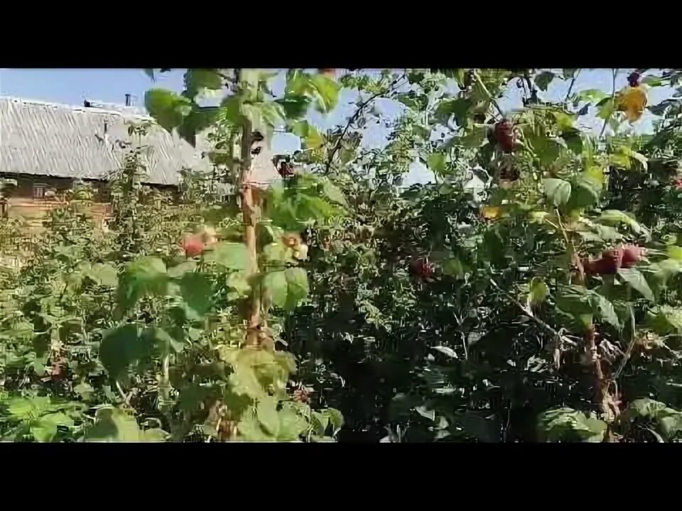 В какой топ залетает малинка. В какой топ залетает малинка