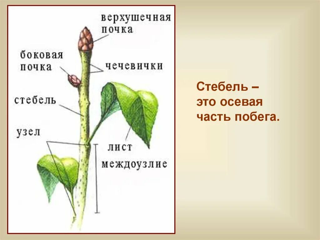 Побег- верхушечная почка, лист-.... Строение побега растения черешок. Стебель часть побега. Верхушечная почка узел междоузлие почка.