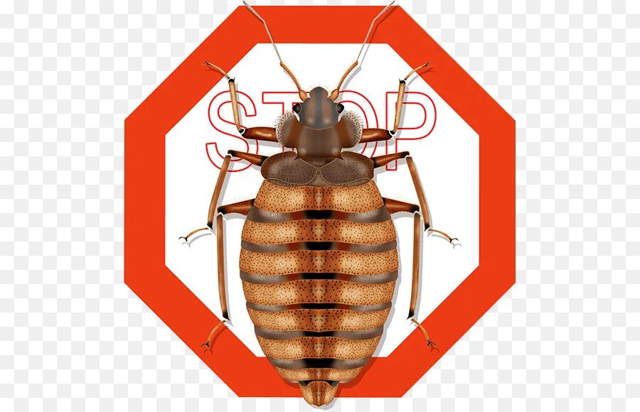 Bugs and humans. Bugs and humans