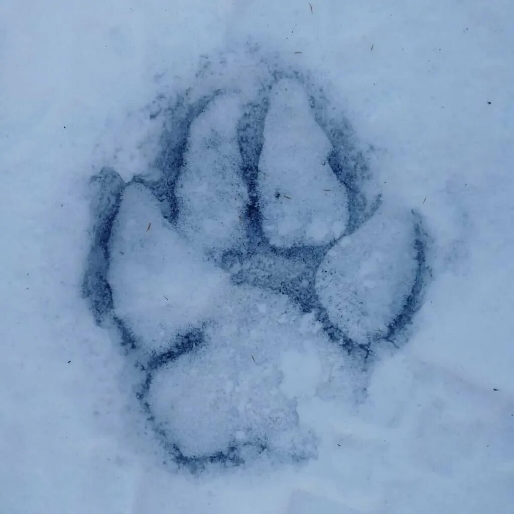 Лапка на снегу. Следы на снегу. следы тигра на снегу. следы совы на снегу. тигриный след на снегу.