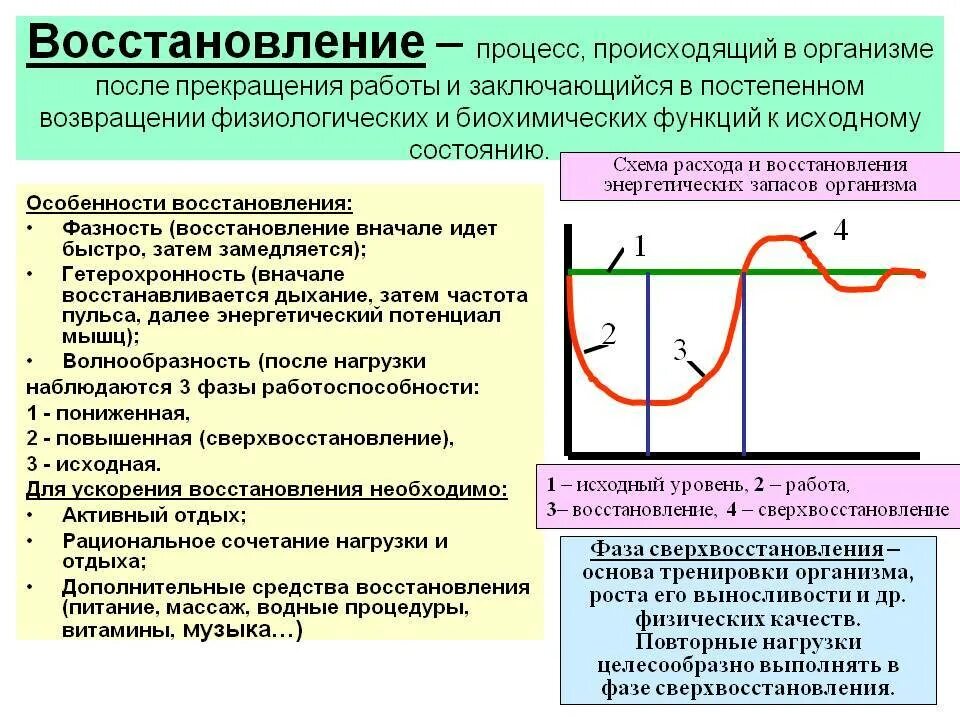 Как восстановиться после длительного. Восстановительные процессы в организме. Процессы восстановления после работы.. Процесс восстановления мышц. Фазы восстановления после физической нагрузки.