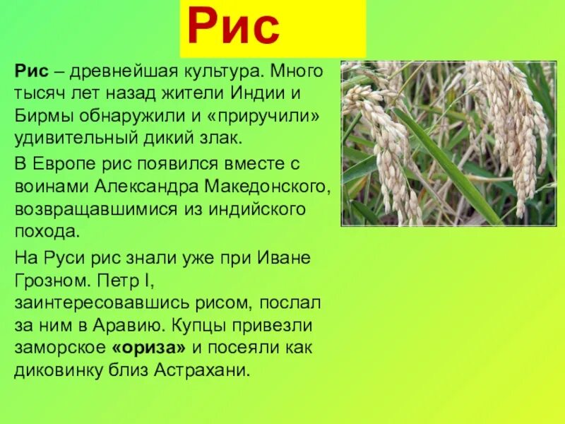 Рис культурное растение. Рис растение описание. Доклад про рис. Сообщение о рисе 2 класс. Дары нового и старого света биология