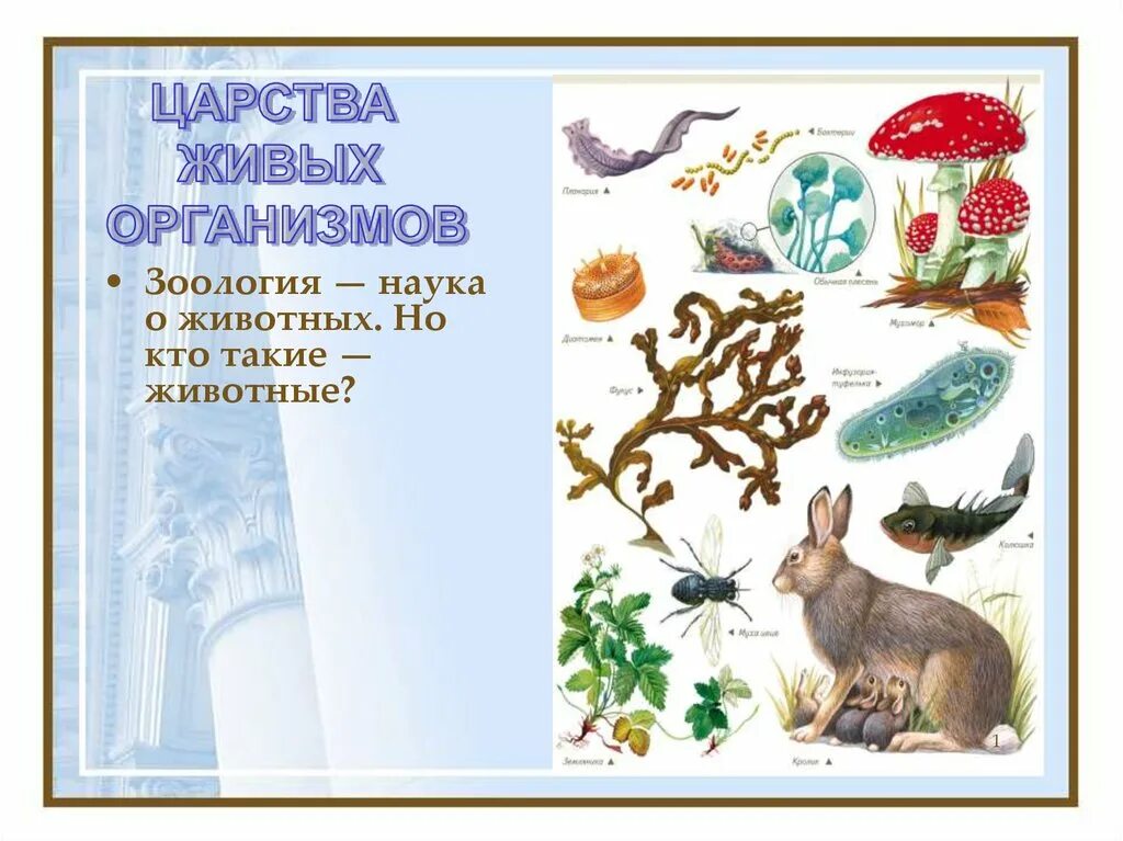 Царства живых организмов рисунок. Рисунок на тему живые организмы. Царства живой природы. Рисунок на тему царства живых организмов. Книга о живых организмах.