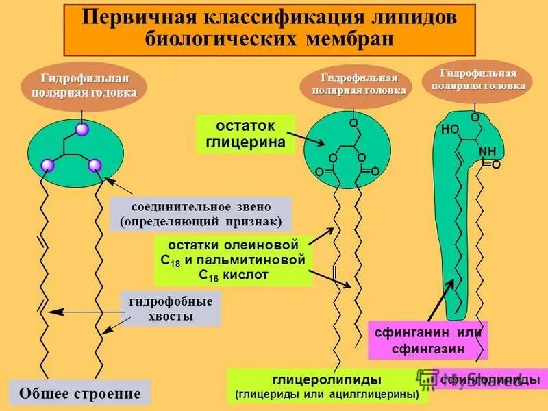 Липида отзывы