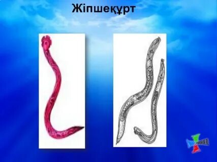 Орыс үйдегі әйелім сексуалды әйел болды