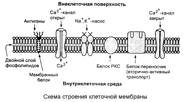 Мембрана возбудимой клетки. Строение клеточной мембраны физиология. Структура ионного канала клеточной мембраны. Схема натриевого ионного канала мембраны. Типы ионных каналов мембраны.