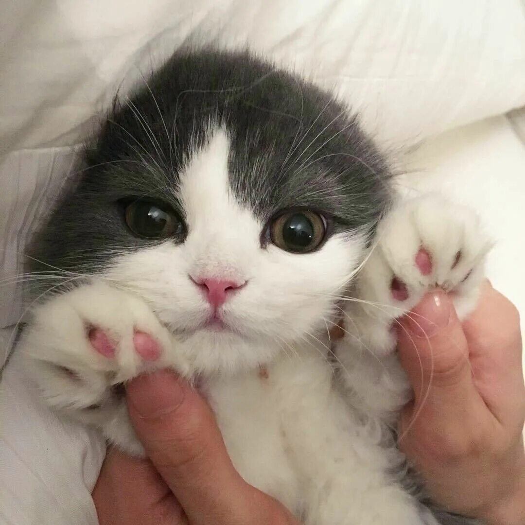 Милый котик с сердечками. Милые кошечки. Котята обнимаются. Милые картиночки с котиками и надписями. Милые котики с надписями.