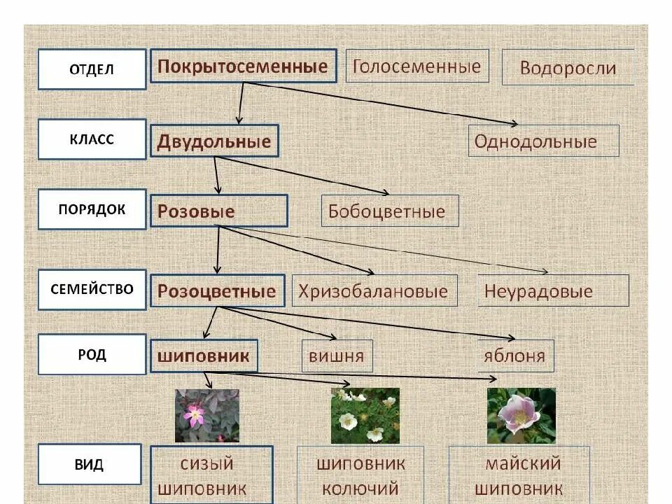 Систематика растений царство отделы. Царство растений отделы классы схема. Систематика царства растений схема. Систематика растений отдел Покрытосеменные классы порядок.