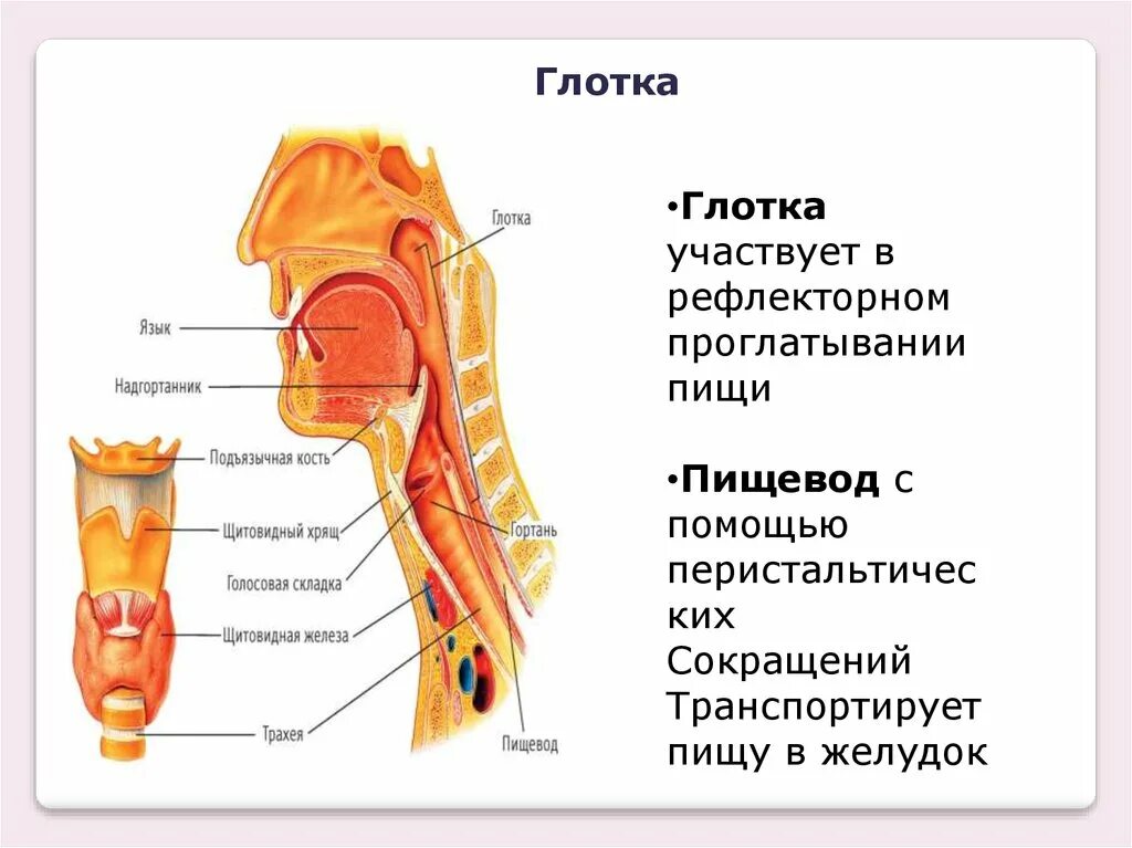 Строение гортани и пищевода. Пищевод и гортань расположение. Горло и пищевод строение.