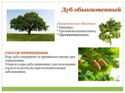 Систематика дуба обыкновенного