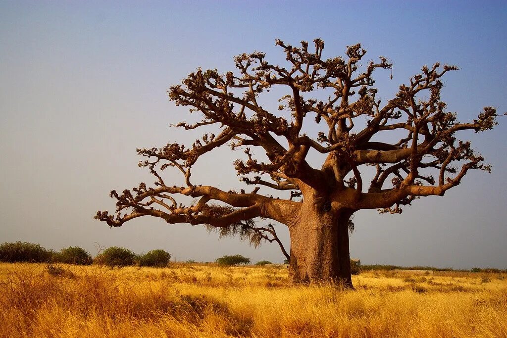 Деревья растущие в африке
