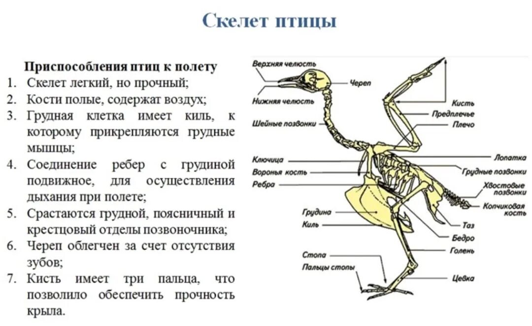 Внутреннее строение птиц в связи с полетом. Внутреннее строение птиц скелет. Скелет птицы строение и функции. Особенности строения скелета птиц. Характеристика строения скелета птиц.