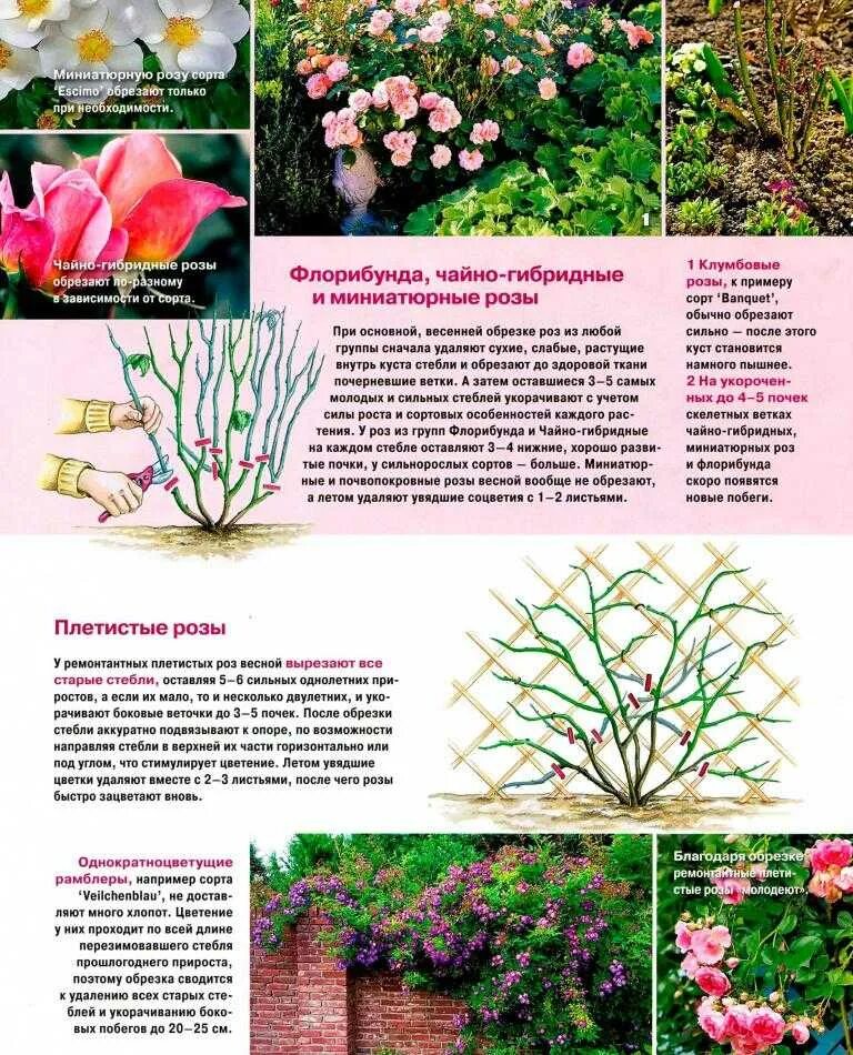 Как правильно посадить чайно гибридную розу. Посадка чайно гибридных роз. строение плетистой розы. обрезка роз флорибунда весной.