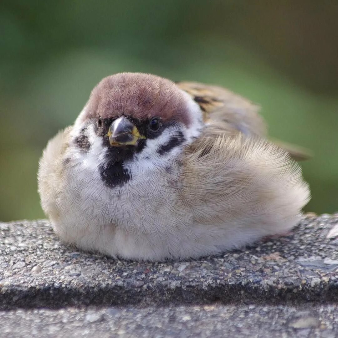 смешной воробушек. птенцы воробьёв. забавные воробьи. смешной воробей. милые воробьи.